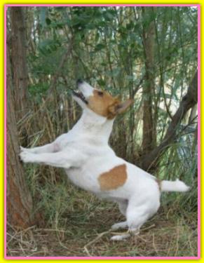 Grinta, Jack Russell Terriers