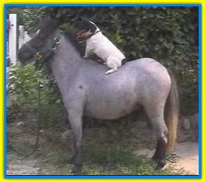 Jack-ino a Cavallo!