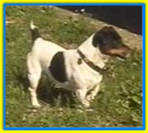 Jack-ino, Jack Russell Terriers