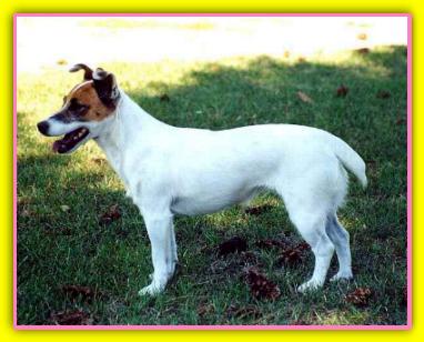 Alice Jack russell
