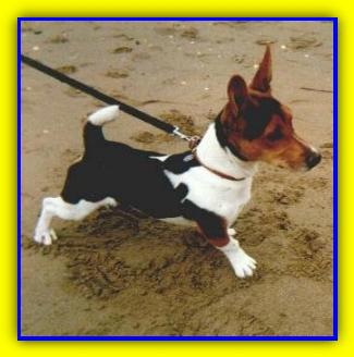 Becks, Jack Russell Terriers