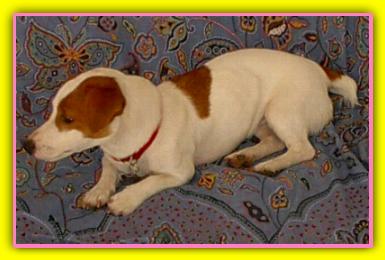 Camilla, Jack Russell Terrier