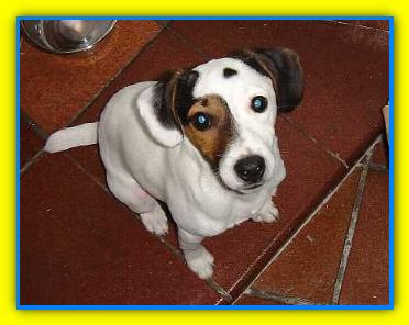 Chicco