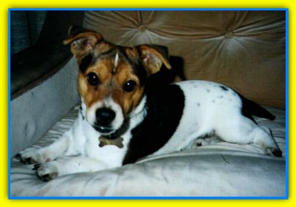 Chili, Jack Rusell Terriers