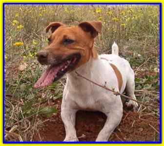 Dhuffy, Jack Russell Terriers