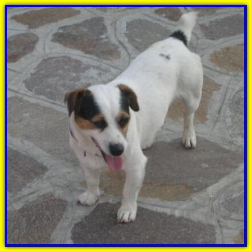 Fidel, Jack Russell Terriers