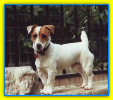 George Jack Rusell Terriers