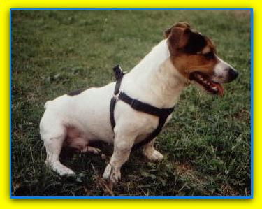 Giotto, Jack Russell