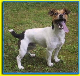 Hugo, Jack Russell Terriers