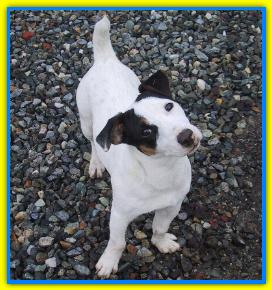 Leo, Jack Russell Terriers