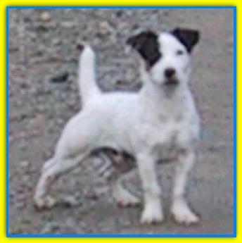 Leo, Jack Russell Terriers