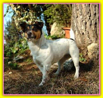 Minimina, Jack Russell Terriers