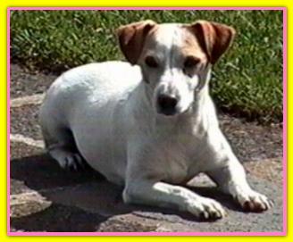 Olympia, Jack Russell Terriers