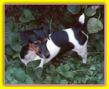 Olivia, Jack Russell Terriers