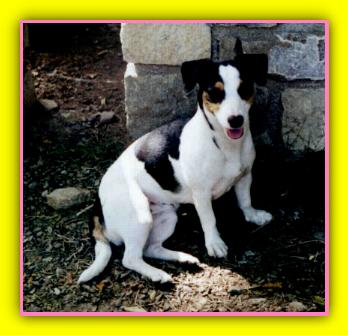 Pallina, Jack Russell Terrier