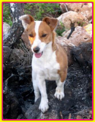 Penelope, Jack Russell