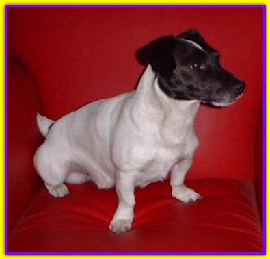 Pepe, Jack Russell Terrier