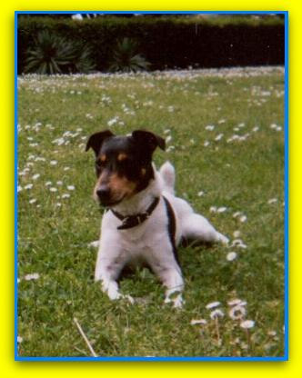 Puppies, Jack Russell Terriers