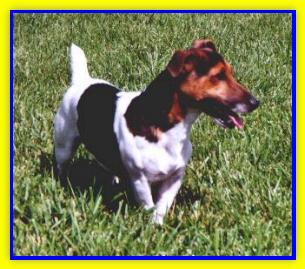 Ronnie, Jack Russell terriers