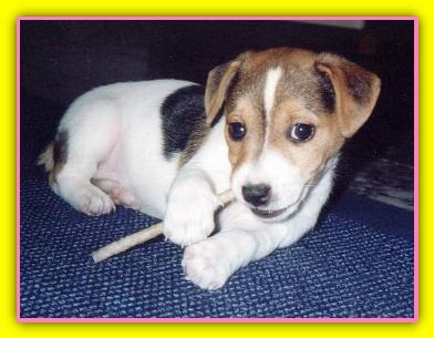 Sally Jack Russell