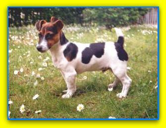 Snoopy