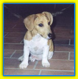 Snoopy