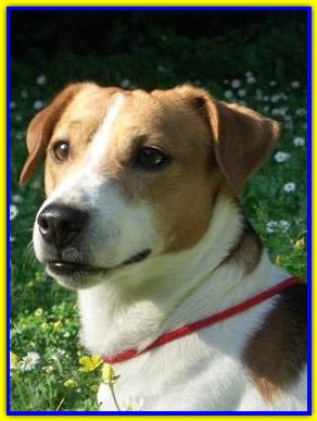 Splash, Jack Russell Terriers