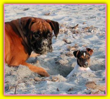Thabata Jack Russell Terriers