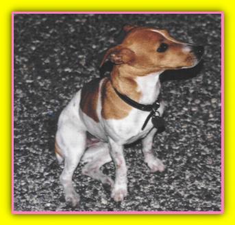 Thelma, Jack Russell Terriers