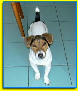 Toby, Jack Russell Terriers