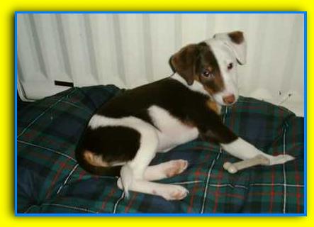 Tommaso