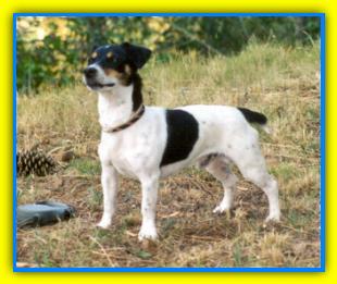 Tres, Jack Russell Terriers