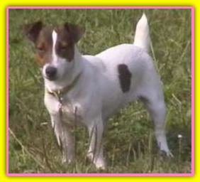 Alessia, Jack Russell Terriers