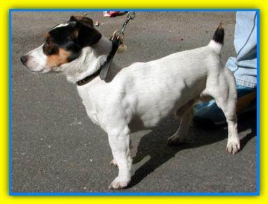 Artu', Jack Russell Terriers