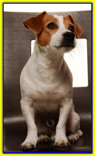 Arturo, Jack Russell Terrier