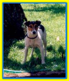 Baltazar, Jack Russell Terriers