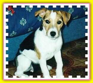 Bamby Jack-Russell-Terriers
