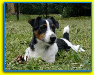 Blu, Jack Russell Terriers