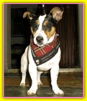 Chicca Jack Russell Terriers