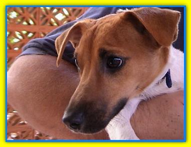 Ciccio Jack Rusell Terriers