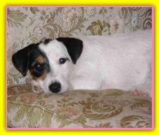 Emily Jack Russell
