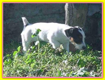 Emily Jack Russell Terriers