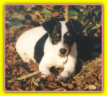 Emy jack russell terriers