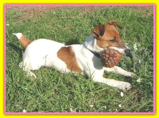 Frida, Jack Russell Terriers