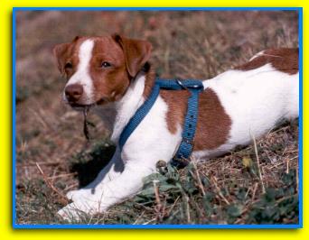 Indy Jack Russell Terriers