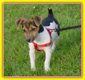 Lucy Jack Russell Terriers