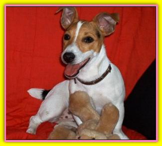 Matilda Jack Russell Terriers