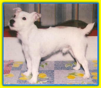 Milo Jack Russell Terriers