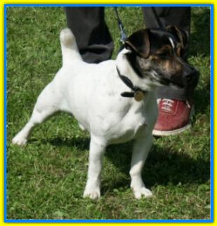 Ottone, Jack Russell Terriers