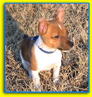 Pepe, Jack Russell Terriers
